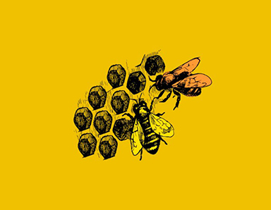 蜂蜜包装设计—青川土蜂蜜